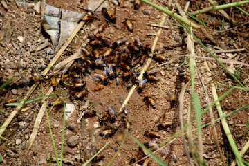 Honey bees are collecting water from wet sand.