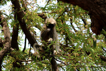 The gray langur is sitting on the tamarind tree.