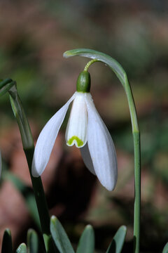 small white flowers of the first spring snowdrops