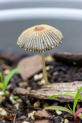 Pleated Inkcap Mushroom