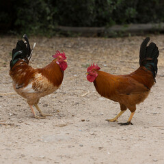 Two rural roosters © yosef19