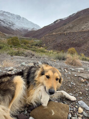 dog on the mountain
