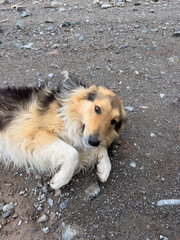 dog sleeping on the floor