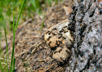 Mushroom on a stump full of big ants