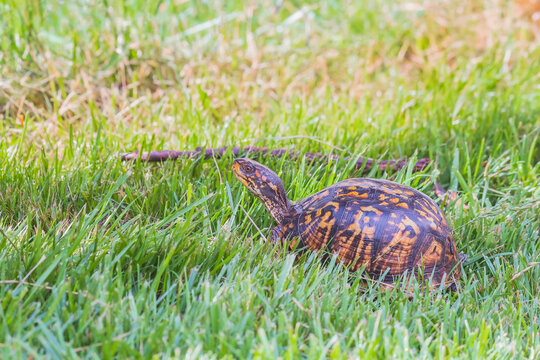 Female Eastern box turtle walking in the green grass.Maryland.USA