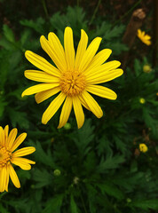 Euryops chrysanthemoides is a shrub from the Asteraceae family, native to South Africa. Tthroughout the year. Its flowers resemble daisies and have a diameter of about five centimeters.