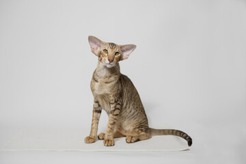 Funny large kitten with beautiful big eyes. Lovely cat Oriental breed on white table. Free space...