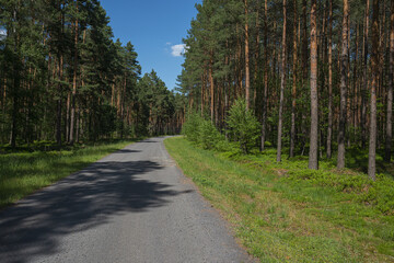 Fototapeta na wymiar road in the forest. Zielona gora. Poland 