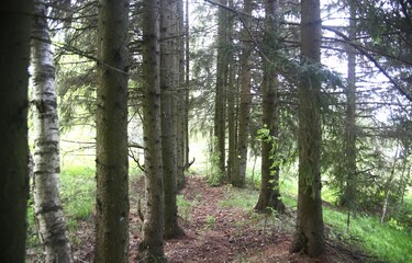 Obraz premium trees in the forest landscape nature