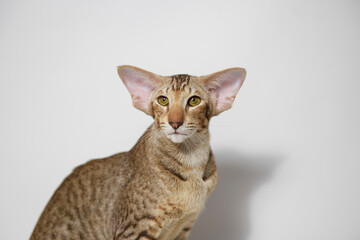 Funny large kitten with beautiful big brawn eyes. Lovely fluffy cat Oriental breed lying on white...