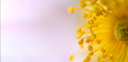 żółty kwiat na różowym tle baner tytuł