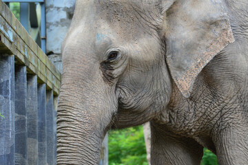 Fototapeta premium elephant in zoo