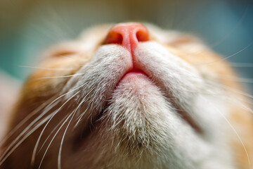 The nose of my Cat