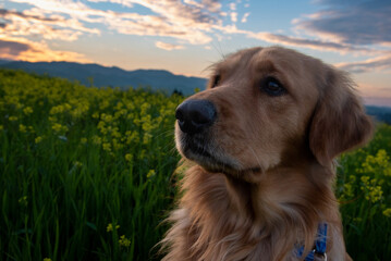 Fototapeta premium golden retriever in the grass