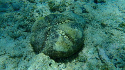Test (hard shell) of red heart urchin or cake urchin, large heart urchin (Meoma ventricosa) undersea, Caribbean Sea, Cuba, Playa Cueva de los peces

