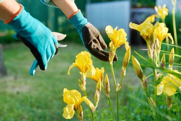 Gardeners hands in gardening gloves with pruner caring for yellow iris flowers in flower bed