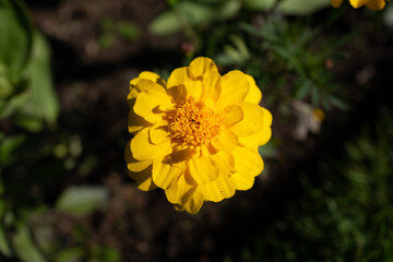 yellow flower