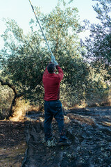 Naklejka na ściany i meble a man with his back turned working in olive harvesting