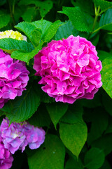 Fototapeta premium 紫陽花