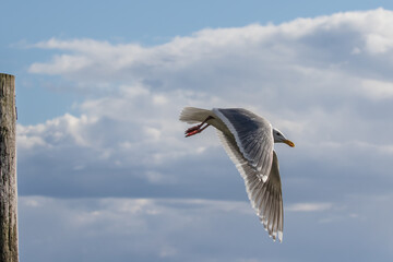 Glaucous-Winged Gull Takes Flight from a Piling