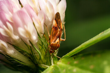 beetle on a clover, macro shot of an insect, an insect on a flower