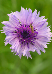 ヤグルマギクの花　紫色