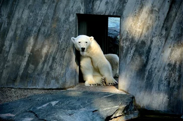 Foto auf Alu-Dibond polar bear on the roof © bersch28