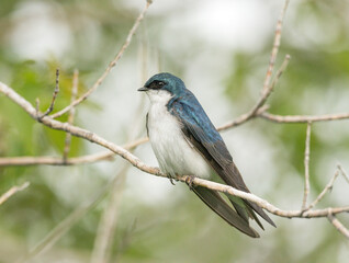 Male Tree Swallow perched in a tree or on a post