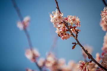 Cherry Blossoms