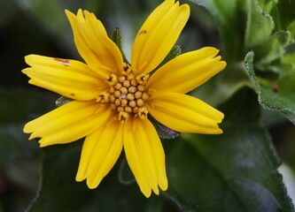 flower petal macro of wedelia wild plant (Sphagneticola trilobata)