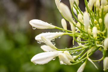 Details of water drops, after rain, on white Agapanthus flower.