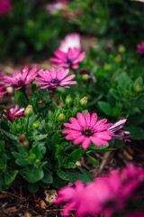 Obraz premium Pink Flowers