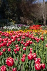 Fototapeta premium Tulip Flower Field