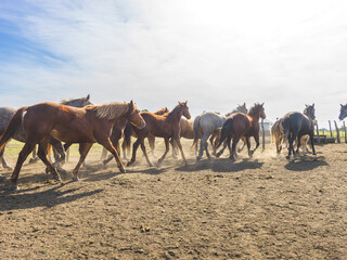 Fototapeta premium Cowboy Lifestyle