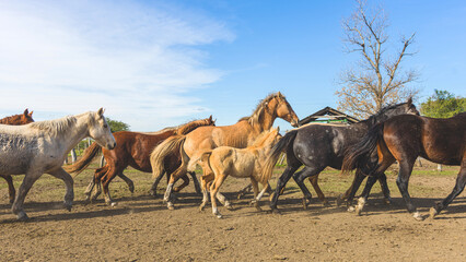Colorful herd of American Quarter horses mares ,foals, and stallion on a plain