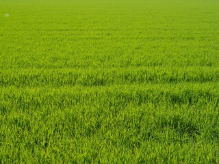 Grünes Feld, Textur, Hintergrund. 