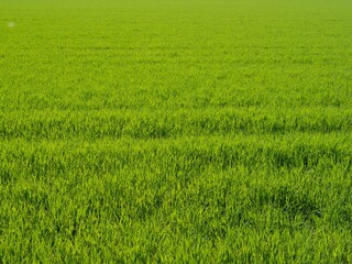Grünes Feld, Textur, Hintergrund. 