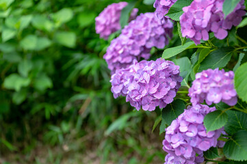 東京都北区王子に咲くたくさんの紫陽花