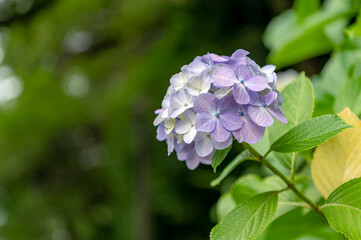 東京都北区王子に咲くたくさんの紫陽花