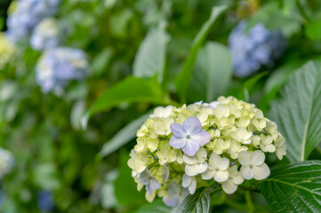 東京都北区王子に咲くたくさんの紫陽花