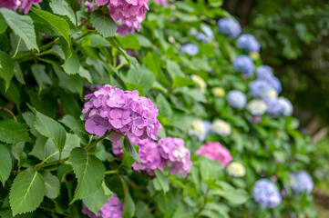 東京都北区王子に咲くたくさんの紫陽花