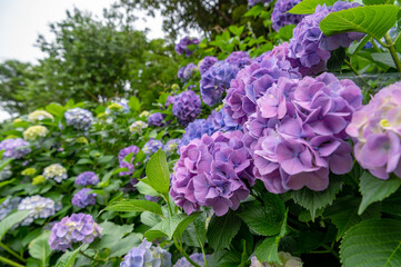 東京都北区王子に咲くたくさんの紫陽花