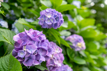 東京都北区王子に咲くたくさんの紫陽花
