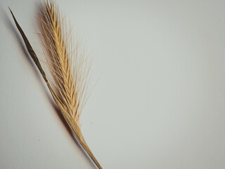 Ear of the mouse barley plant, on white paper background.