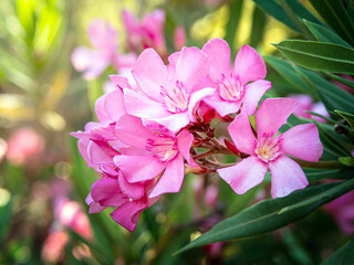 Close up photo of pink Oleander Nerium flowers branch with leaves