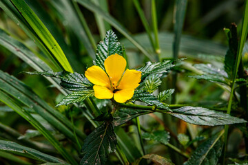 Yellow flower of Turnera subulata or white buttercup, sulphur alder, politician's flower, dark-eyed...