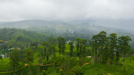 Tea estate landscape, Sri Lanka. Landscape with green fields of tea.