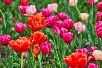 Spring tulip garden of vibrant red and pink flowers