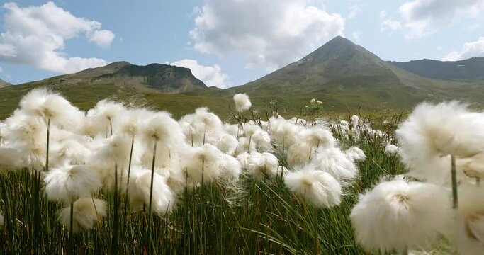 Beautiful white cotton flowers as far as your eyes can see high up in the austrian alps. Stunning mountain view with a fiel of flowers and cows. High apine terrain in the austrian and swiss apls. 4K