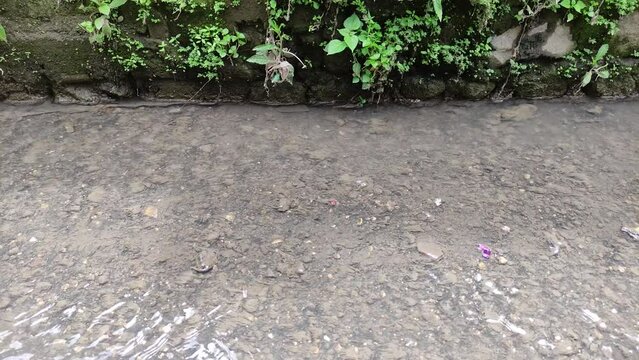 sewer water flow in residential areas, small fish swimming together
